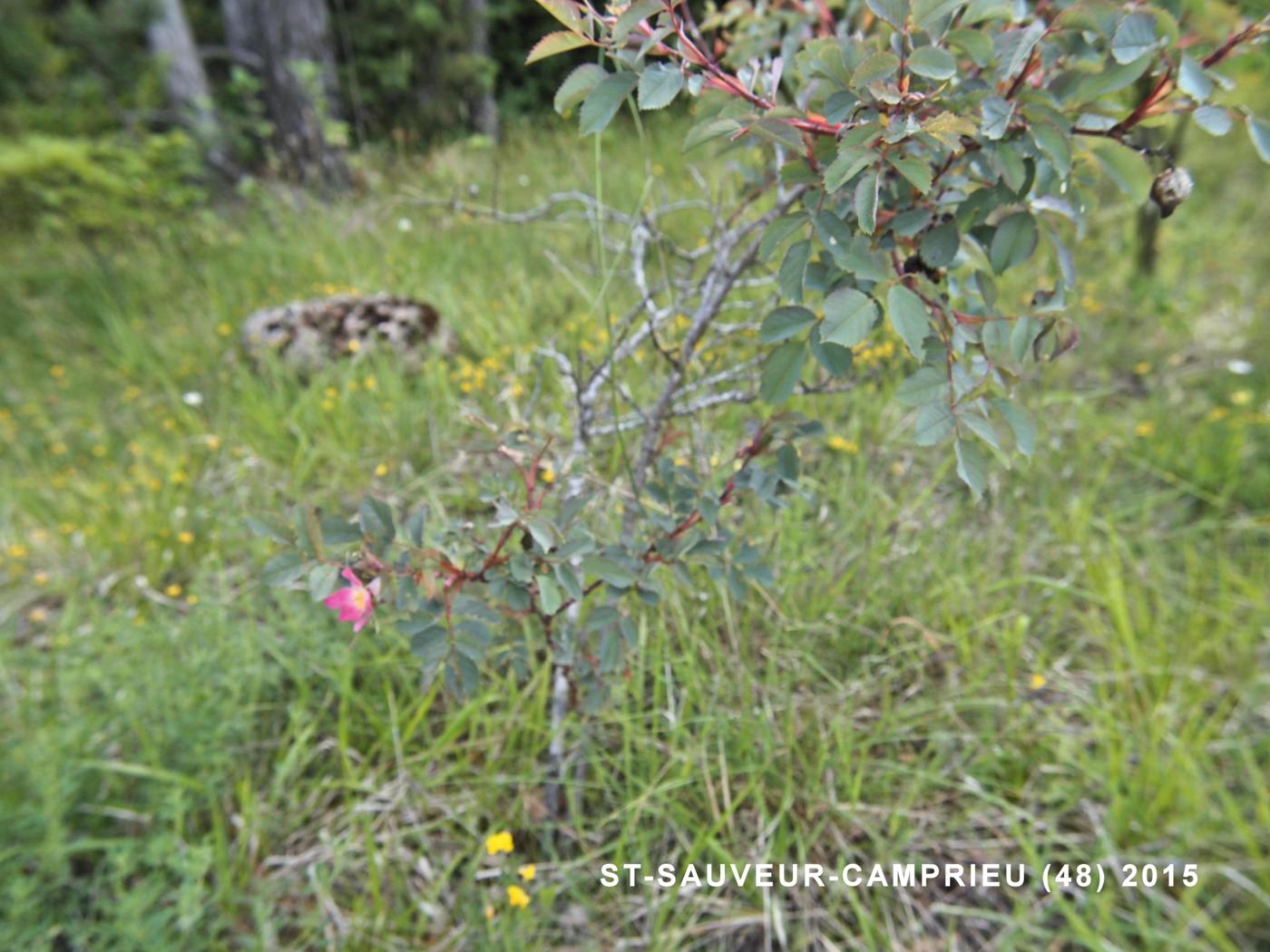 Rose, Red-leaved plant